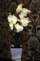 LightedWhiteOrchid